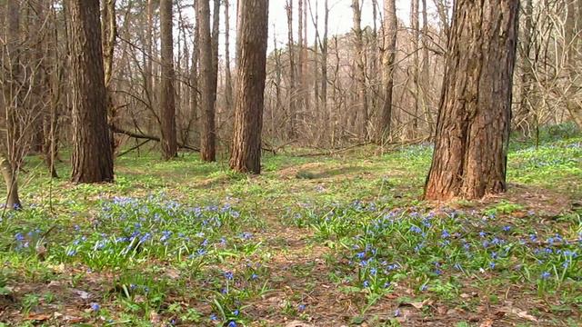 Весенние голубые цветы в лесу. Spring blue flowers in the forest. смотреть онлайн
