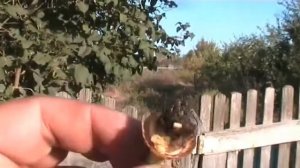 Гусеница в перце