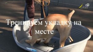 Дрессировка кадебо, самый простой способ обучения команде место