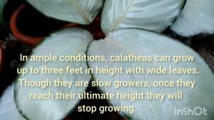 Calathea Silver Plate Plants