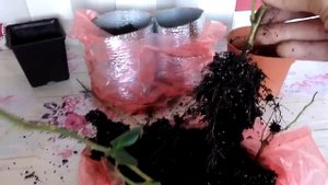 1. Комнатная роза. Реанимация уценки.