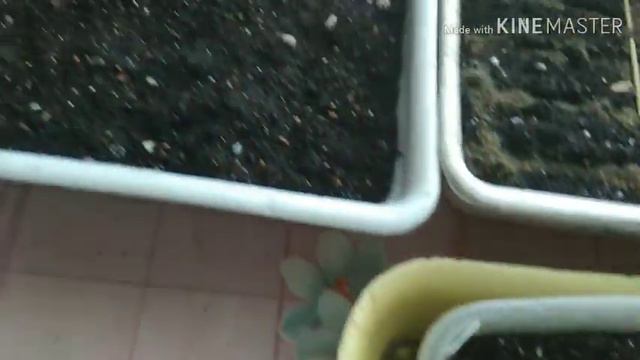 Сеем болгарские перцы. смотреть онлайн