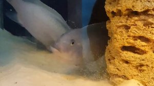 Метание икры. Голубые зебры. Мбуна.Малавийские цихлиды.