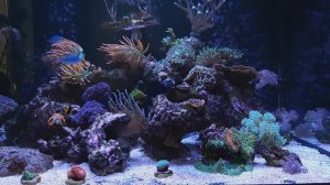 VLOG reef tank 400L.  Центропиг биколор.  Рыба лиса.  Грунт.