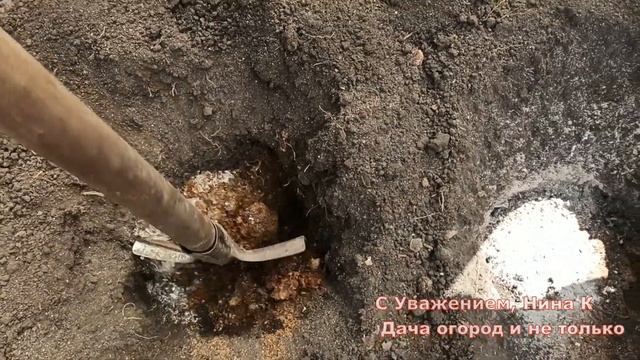 ПОЛОЖИТЕ ЭТО В ЛУНКУ ПРИ ПОСАДКЕ ТОМАТОВ! ПОМИДОРЫ БУДУТ С ГОЛОВУ! ПОДКОРМКА ПРИ ПОСАДКЕ В ГРУНТ