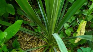 Юкка выращивание в саду