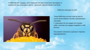 беседа «Бабочки» познавательное развитие 5-6 лет