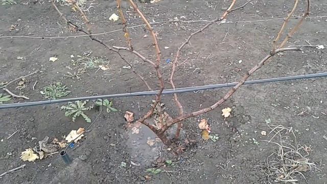 Виноград Влагозарядный полив смотреть онлайн