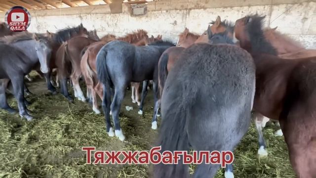 Жылқы - 04.10.2023. Қарабұлақ
