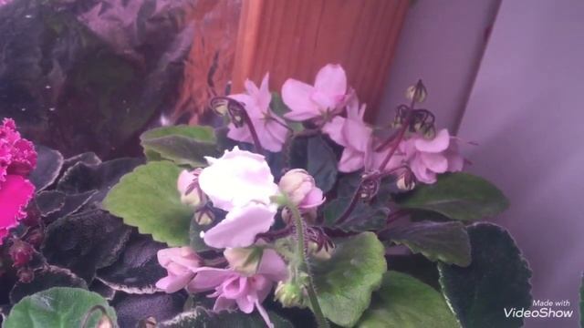 Мои цветущие фиалки. Август 2019 смотреть онлайн