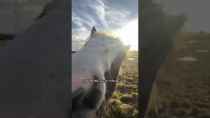 СВЯТЫЕ БУДНИ часть 2. Воспитание молодой лошади