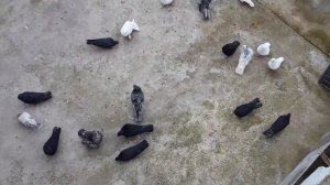 Мраморные голуби Баку пл Балахана част 3