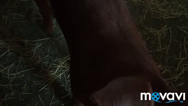 ПЛЕМЕННЫЕ СВИНЬИ ПОРОДЫ ДЮРОК .