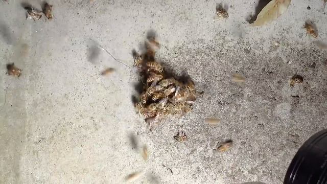 Гигантский шершень против японских медоносных пчел. Горячий защитный пчелиный мяч. смотреть онлайн