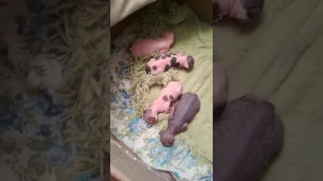 Невозможно мило) Новорожденные котята канадского сфинкса смотреть онлайн