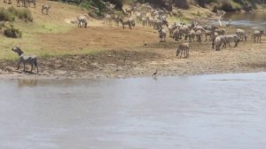 Часть 1 Кения Масаи-Мара .Стадо зебр было атаковано крокодилами при переправе через реку