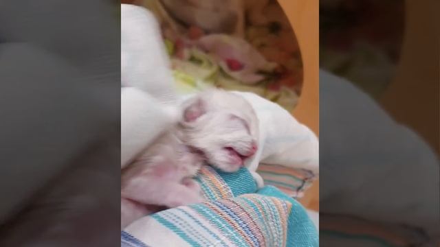 Котенок родился мертвым! 30 минут реанимации! смотреть онлайн