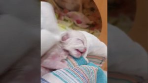 Котенок родился мертвым! 30 минут реанимации!