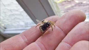 Hyllus giganteus - Jumping Spider