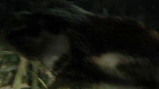 Belize Night Dive, trunk fish смотреть онлайн