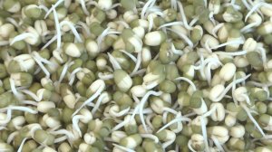 Пророщенный маш на завтрак. Веганский марафон. День 5