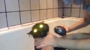 я - бык!