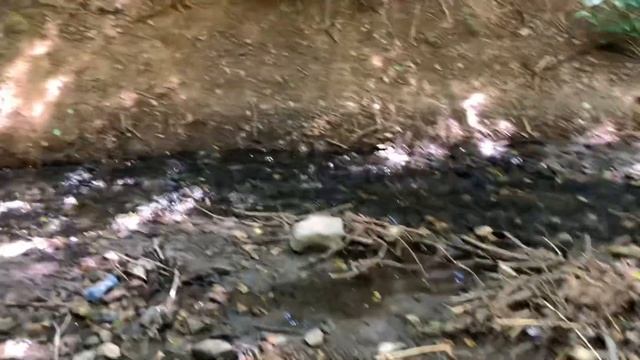 Ботанический сад) г. Ростов-на-Дону смотреть онлайн