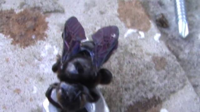 чёрный шмель Пчела плотник смотреть онлайн