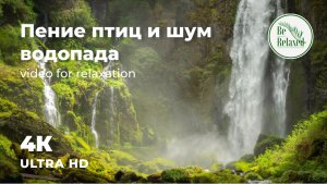 Расслабляющее щебетание птиц и звуки водопада | только звуки природы