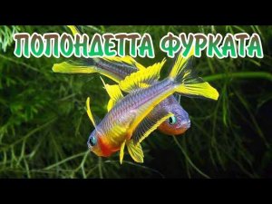 ПОПОНДЕТТА ФУРКАТА. СОДЕРЖАНИЕ И РАЗВЕДЕНИЕ В АКВАРИУМЕ