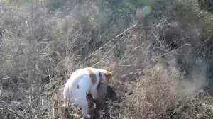 Джек рассел терьер, охота на фазана 23  11  2014
