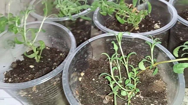 Кустики лаванды у меня на окне. смотреть онлайн