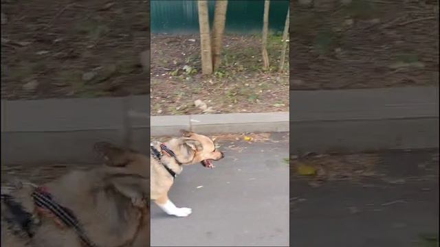 Ласточка и Лиза 110824