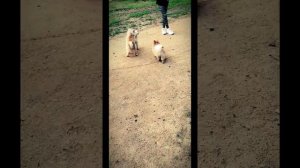 Как Весело живём,  дружно песенки поём