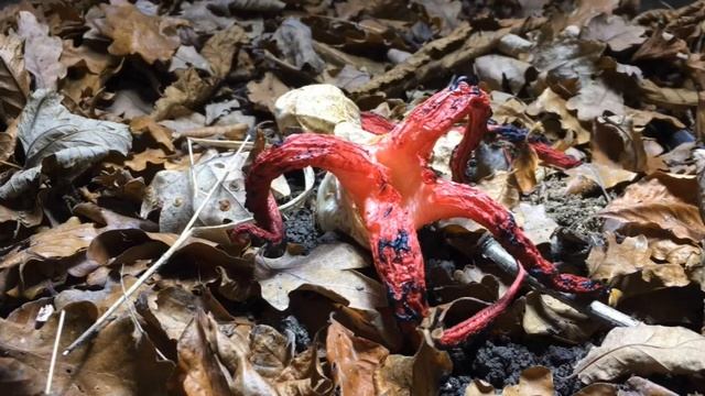 Clathrus archeri (Devil's Fingers / Octopus Stinkhorn fungi) erupting from their eggs time lapse