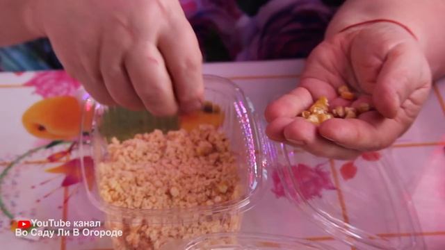 Сделайте это при посадке кукурузы и соберете богатый урожай! Посев кукурузы.
