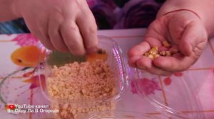 Сделайте это при посадке кукурузы и соберете богатый урожай! Посев кукурузы.