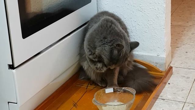 Кошка ест суп смотреть онлайн