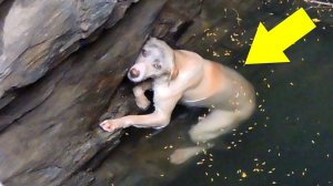 10 Самых Трогательных Спасений Животных