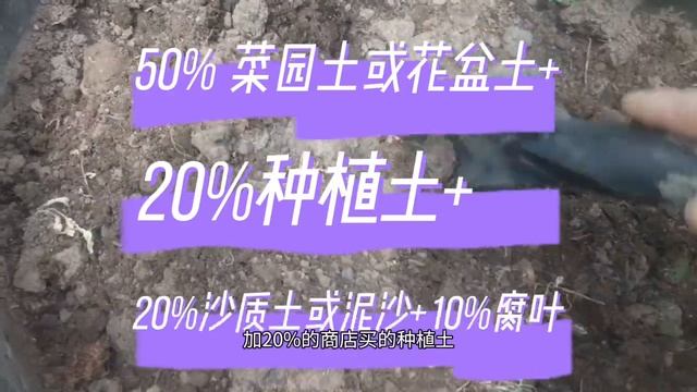 垃圾桶种荷花之“定植篇”Planting lotus flower in the trash can "plant from lotus seeds" смотреть онлайн