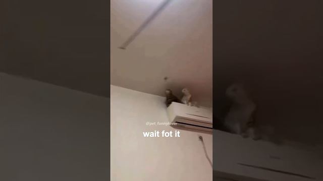 Наши домашние любимцы