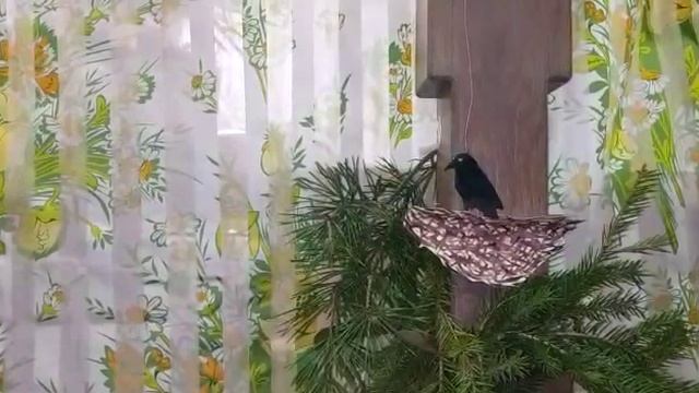 Интегрированное занятие "Весенние хлопоты грача" (ГБОУ Школа № 319) смотреть онлайн