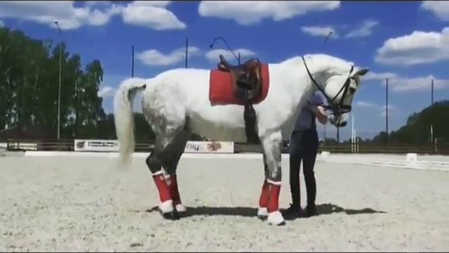 LASIS. Пиаффе. Работа в руках смотреть онлайн