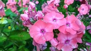 флокс метельчатый Фобос
