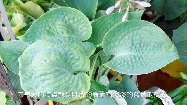 Home Depot Garden Centre ,新上架的漂亮花卉。【莎拉养花】 смотреть онлайн