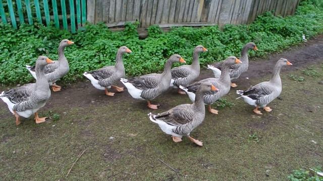 Гуси гуси? Га-га-га!