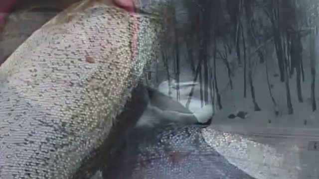 Рыбалка. Скоростная ловля форели смотреть онлайн