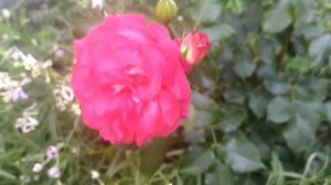 Роза Мидсаммер (Midsummer rose)