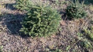 Пихта кавказская | Plante.md