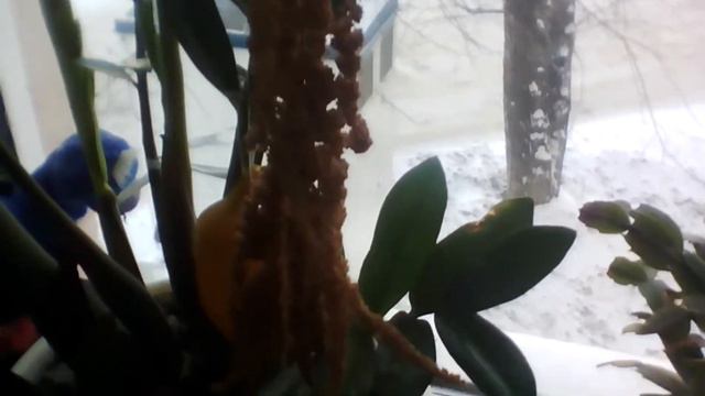 Мой домашние растения смотреть онлайн